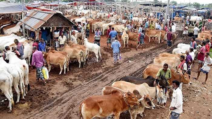 কুরবানির আগেই সংগ্রহ করে রাখুন প্রয়োজনীয় সামগ্রী, না হলে পড়তে পারেন বিপাকে